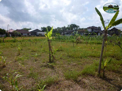 photo: 40-are land for lease in Kerobokan, Bali