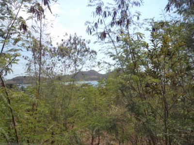 photo: 15-are land for lease in Labuan Bajo, Flores