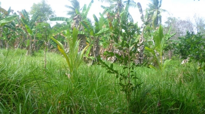 photo: 100-are freehold land for sale in Bajawa, Flores