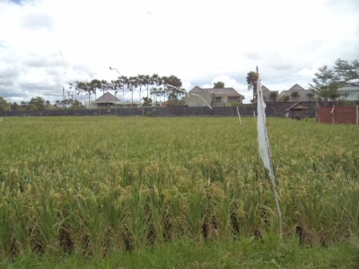 photo: 18-are freehold land for sale in Batubelig, Bali