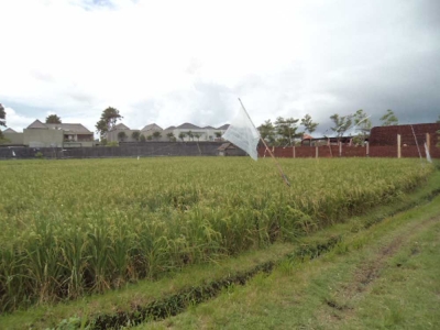 photo: 18-are freehold land for sale in Batubelig, Bali