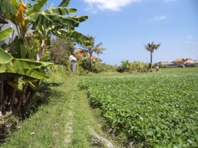 photo: 100-are freehold land for sale in Batubelig, Bali