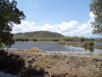 photo: 54-are freehold land for sale in Labuan Bajo, Flores
