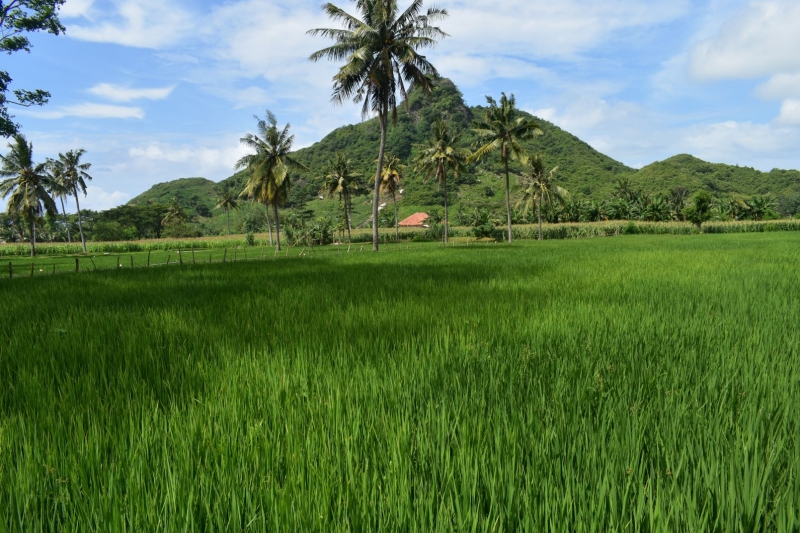 photo: 10-are freehold land for sale in Pantai Serangan, Lombok