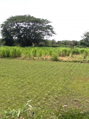 photo: 166-are freehold land for sale in Sanur, Bali