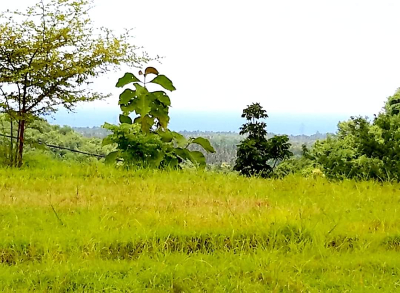 photo: 72-are freehold land for sale in Seririt, Bali