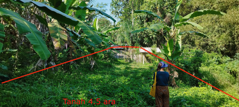 photo: 4.5-are freehold land for sale in Tabanan, Bali