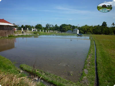 photo: 40-are freehold land for sale in Umalas, Bali